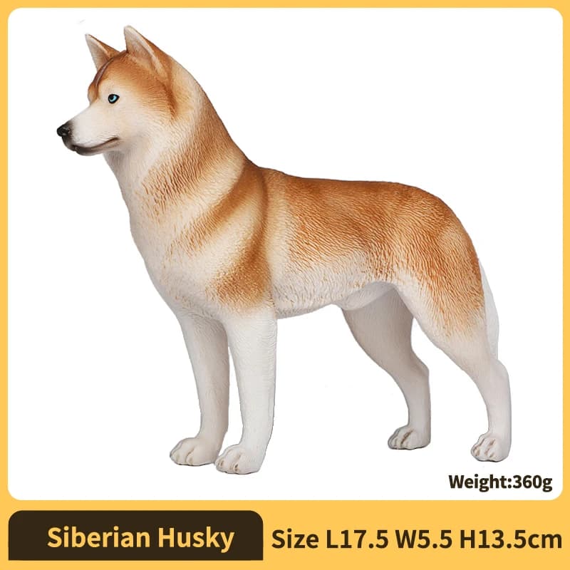 Siberian Husky