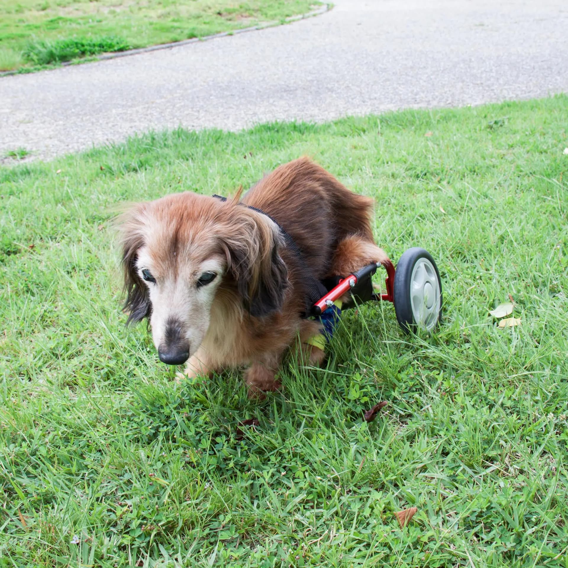 パレットライフ PaletteLife Adjustable Dog Wheelchair (for Miniature Dachshund) hind Legs Rehabilitation Light Weight Pet Supplies Dog Cart Wheels